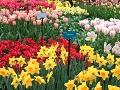 Keukenhof